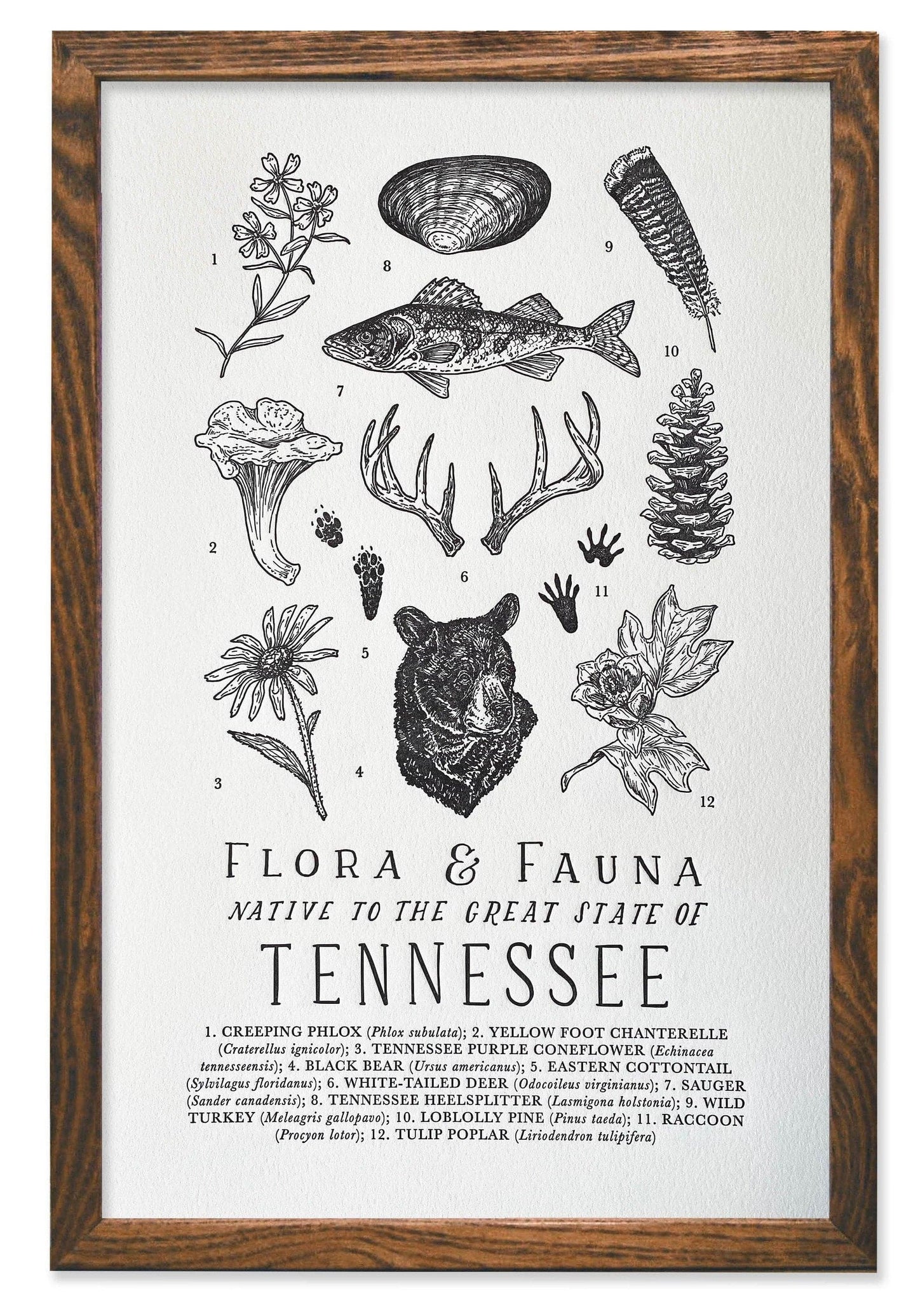 Tennessee Field Guide Letterpress Print