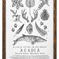 003 Acadia National Park Field Guide Letterpress Print