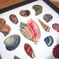 Mollusks of North America 11x14 Chart
