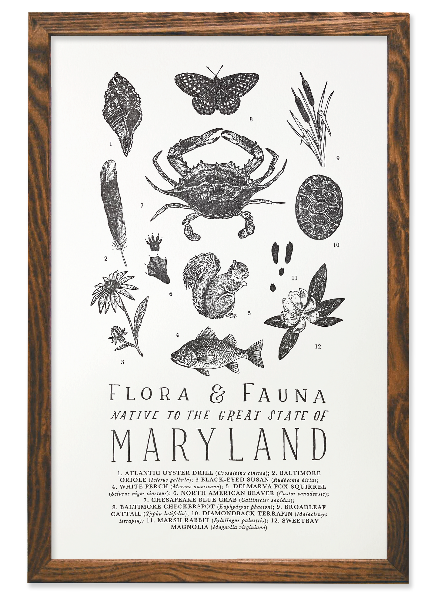 Maryland Field Guide Print