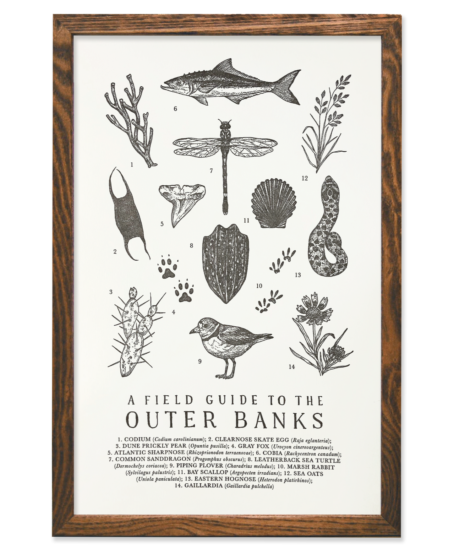 Field Guide to the Outer Banks Print