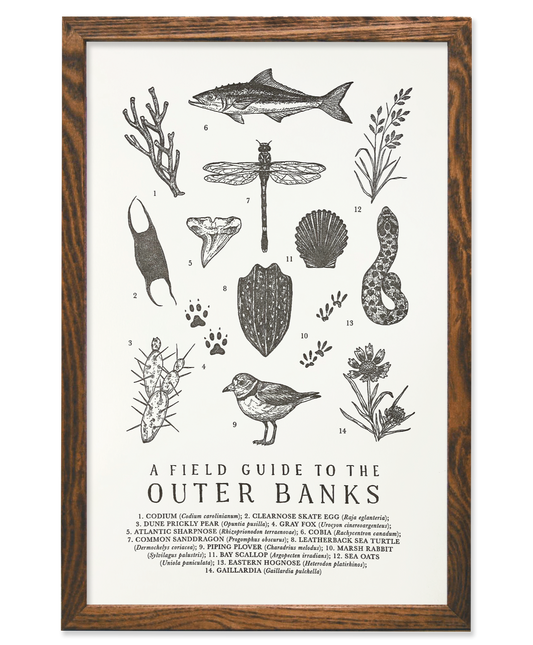 Field Guide to the Outer Banks Print