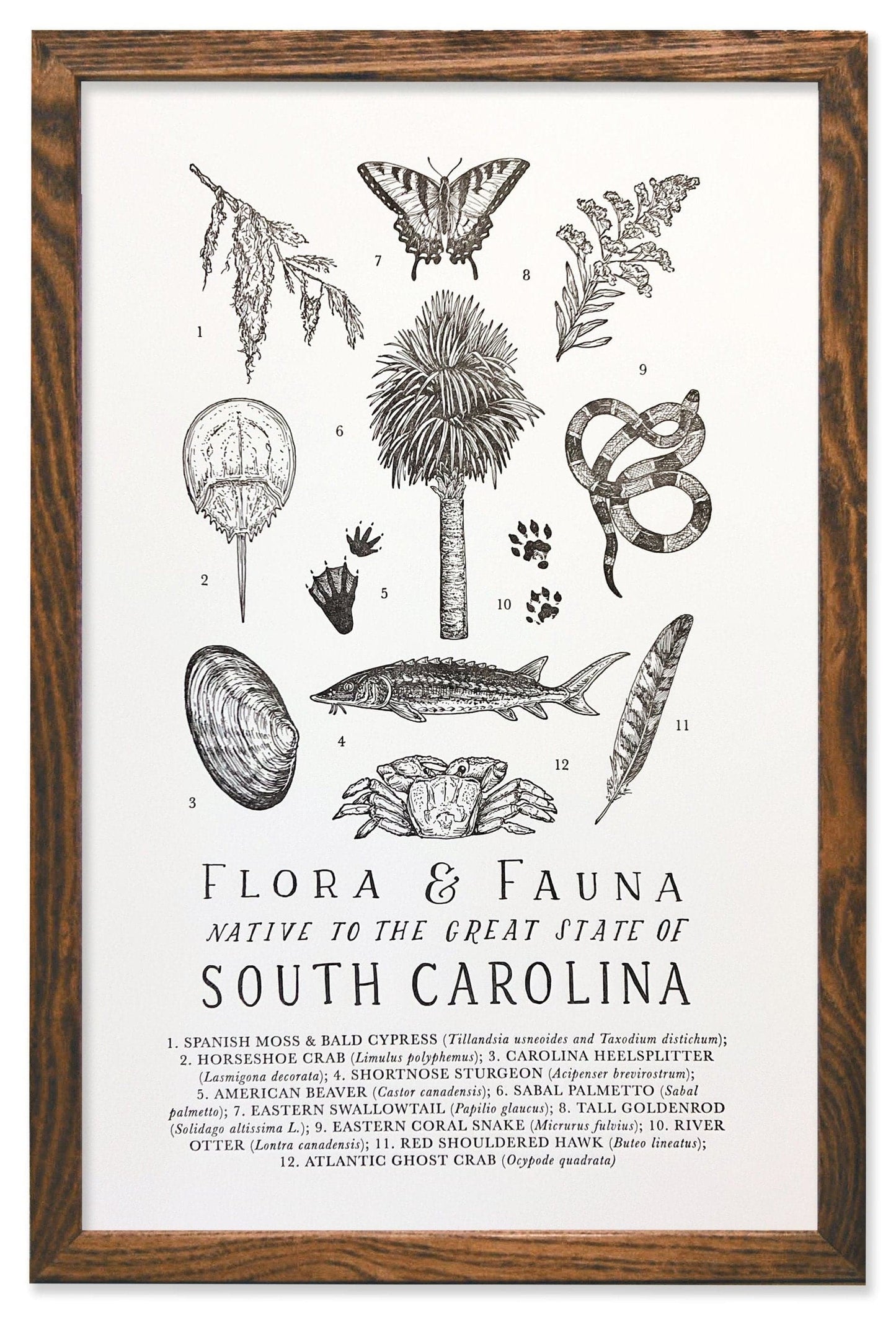 South Carolina Field Guide Print