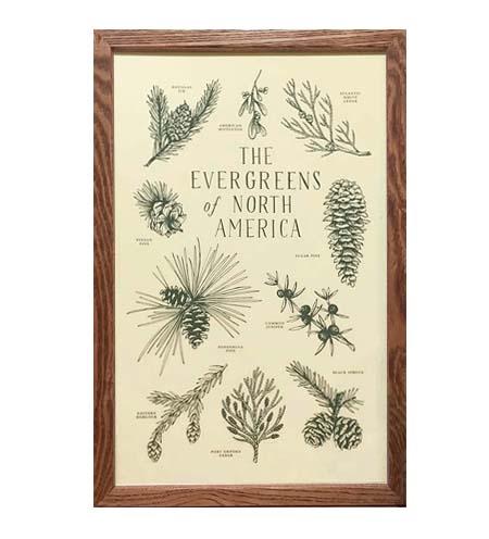 Evergreens of North America 11x17 Print