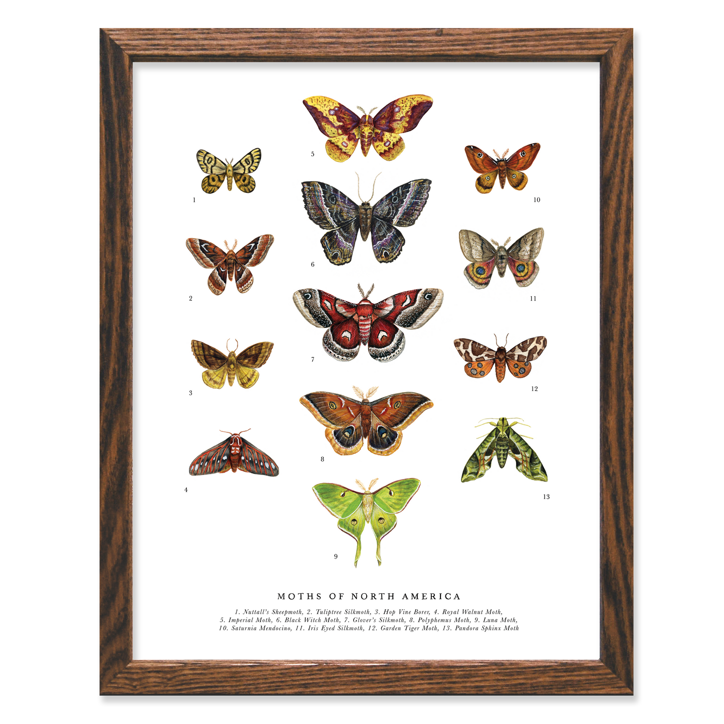 Moths of North America 11x14 Chart