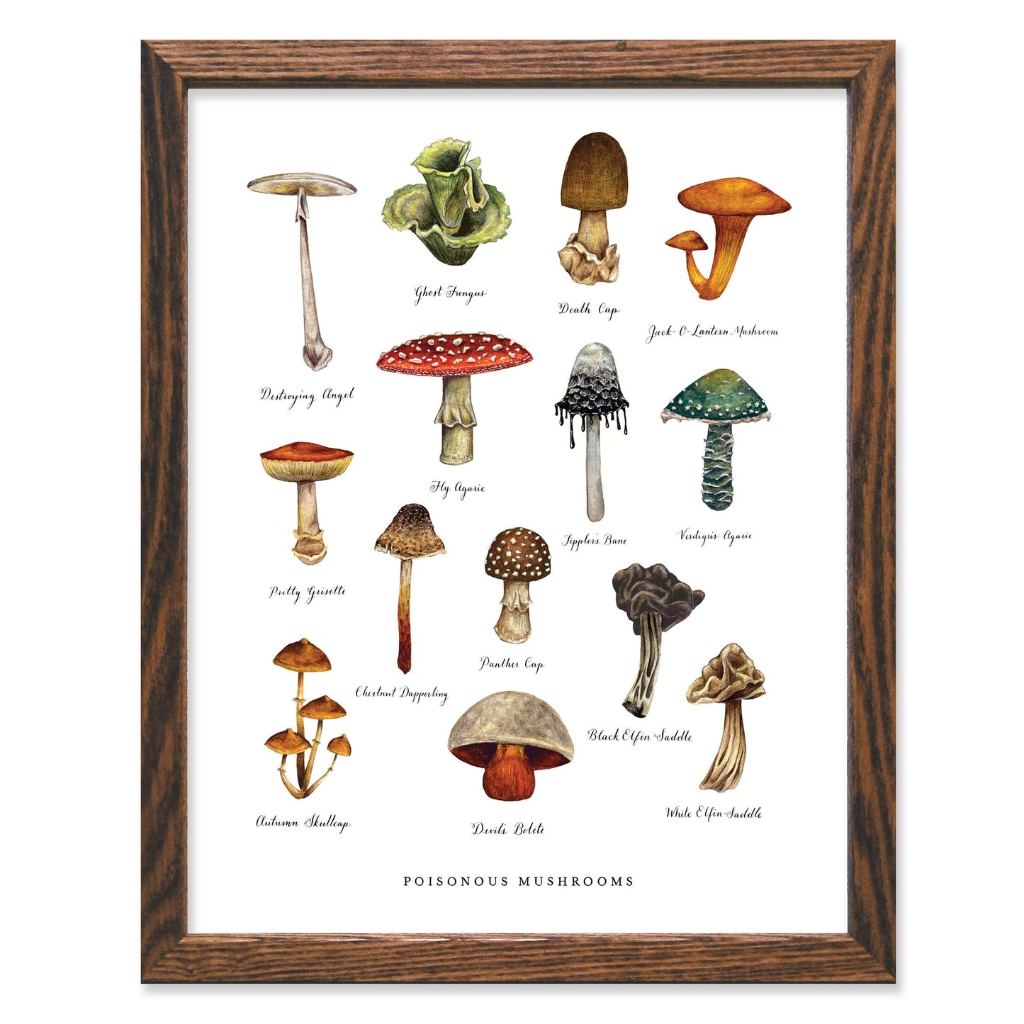 Poisonous Mushrooms Chart