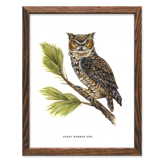 Great Horned Owl 11x14 Print