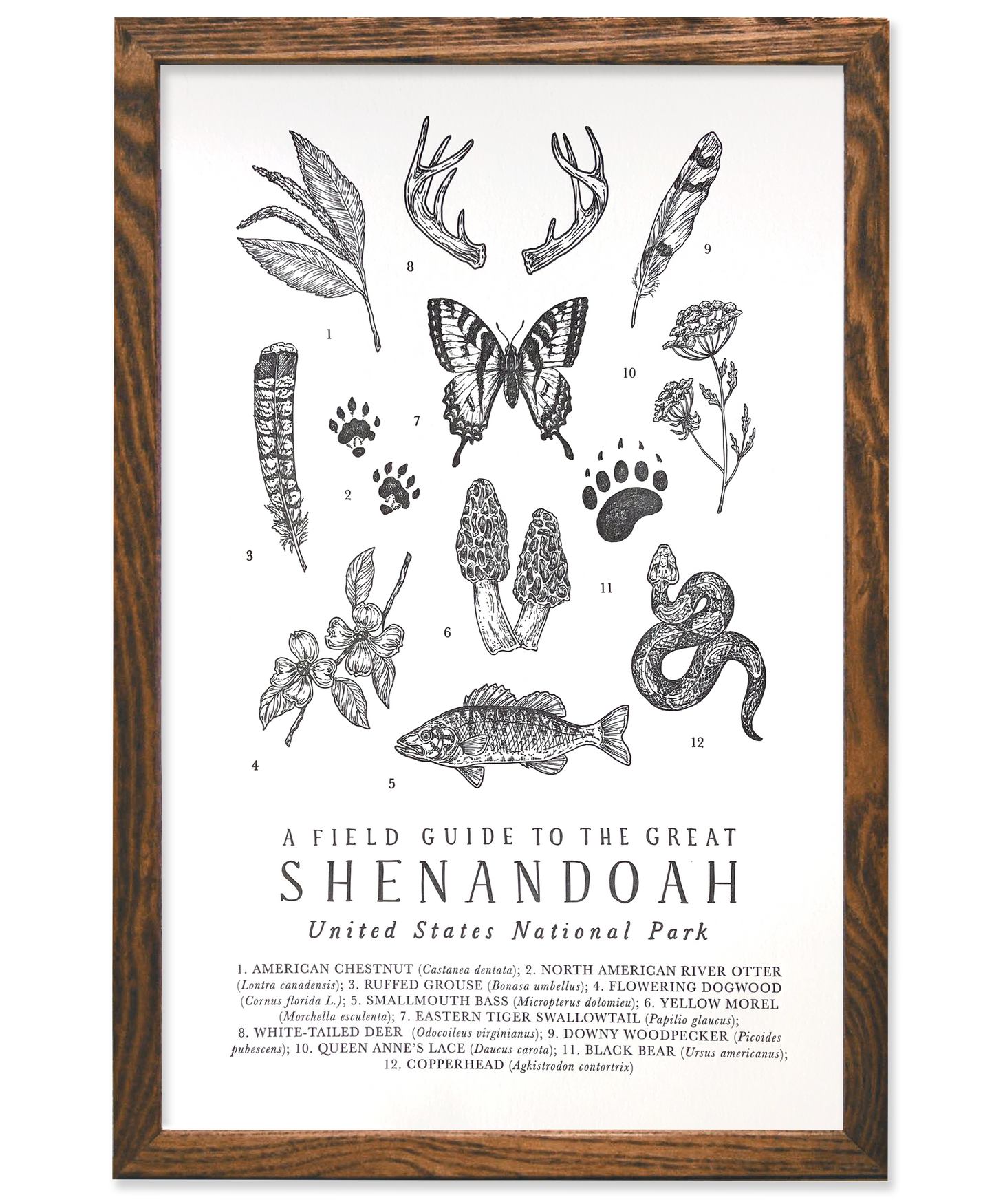 Shenandoah National Park Field Guide Letterpress Print