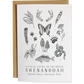Shenandoah National Park Field Guide Greeting Card